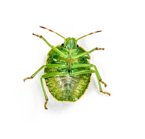 Endstufe Nymphe Eines Grünen Schildkäfers Insekt — Stockfoto