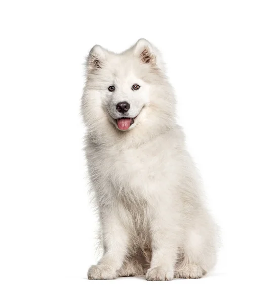 Λευκό Σκυλί Samoyed Κάθεται Και Λαχάνιασμα Απομονώνονται Λευκό — Φωτογραφία Αρχείου