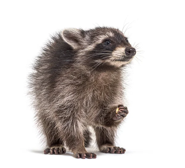 Junger Waschbär Frisst Isoliert Auf Weiß — Stockfoto