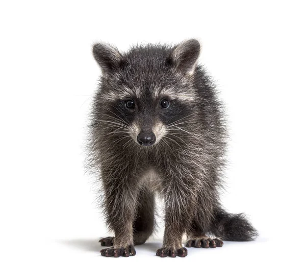 Three Months Old Young Raccoon Standing Front Isolated — Stock Photo, Image