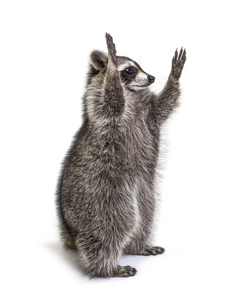 Racoon Hind Legs Trying Reaching — Stock Photo, Image