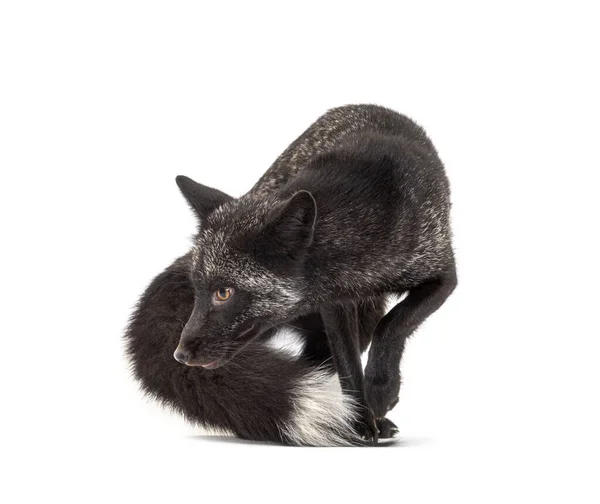 Spaziergänger Silvers Fox Schaut Weg Isoliert — Stockfoto