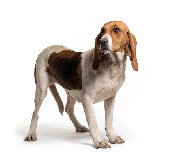 Artois Hound Isolado Branco — Fotografia de Stock