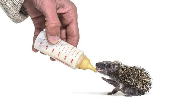 Helping Human Hand Give Food Feeding Bottle Young European Hedgehog — Stock Photo, Image
