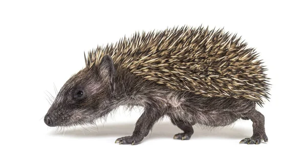 Side View Baby European Hedgehog Walking White Background — Stock Photo, Image