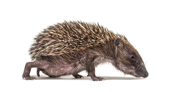 Side View Baby European Hedgehog Walking Sniffing Ground White Background — Stock Photo, Image