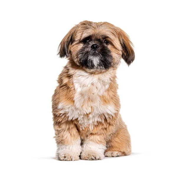 Zadbany Beżowy Pies Shih Tzu Uziemiony Izolowany — Zdjęcie stockowe