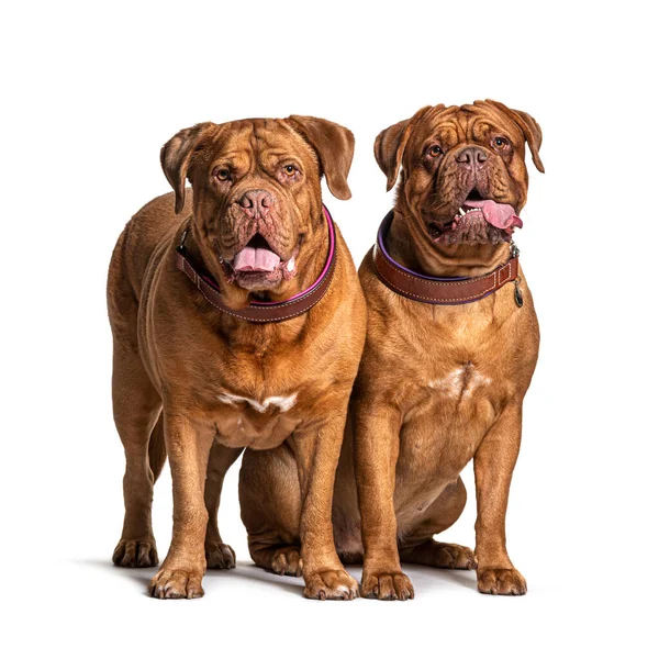 Een Paar Dogue Bordeaux Zitten Samen Geïsoleerd Wit — Stockfoto