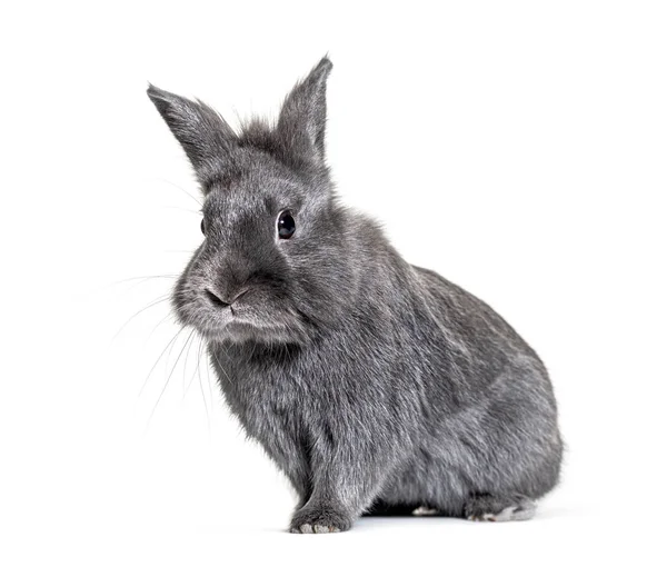Grey Young Rabbit Standing Front Isolated — Stock Photo, Image