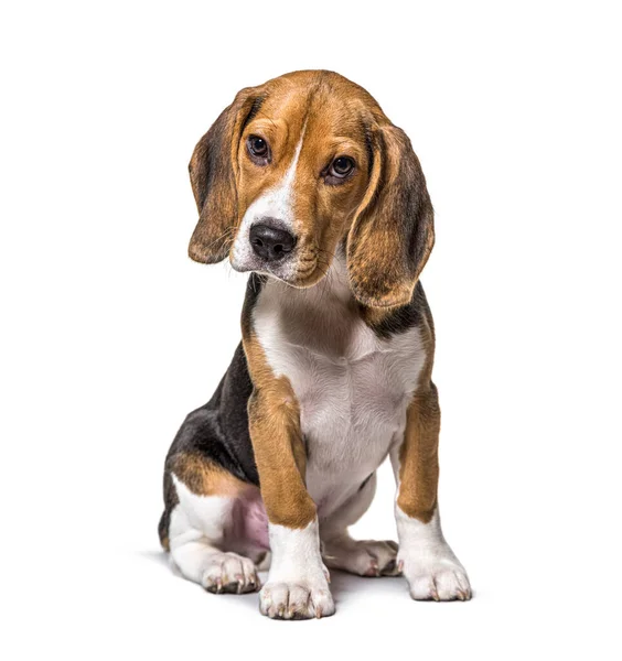 Jonge Pup Drie Maanden Oud Beagles Hond Zittend Geïsoleerd — Stockfoto