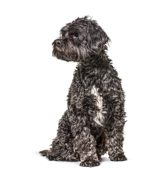 Sitting Tibetan Spaniel Looking Away Isolated — Stock Photo, Image