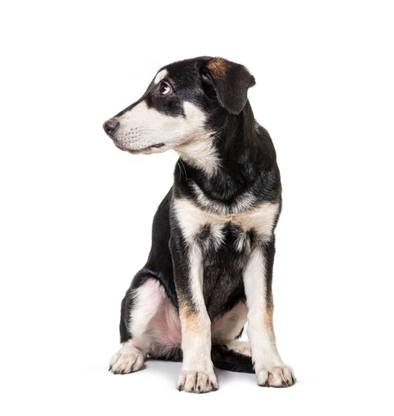 Worried Crossbreed Dog Looking Away Profile Isolated White — Stock Photo, Image