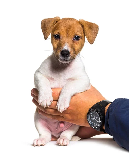 Aylık Köpek Yavrusu Jack Russel Tutan Nsan Elleri — Stok fotoğraf