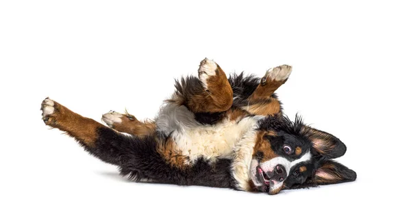 Crazy Bernese Monutain Dog Lying Its Back Isolated — Stock Photo, Image