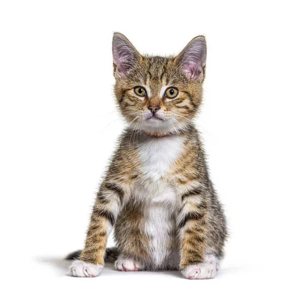 Kitten Kruising Kattenkop Geïsoleerd Wit — Stockfoto