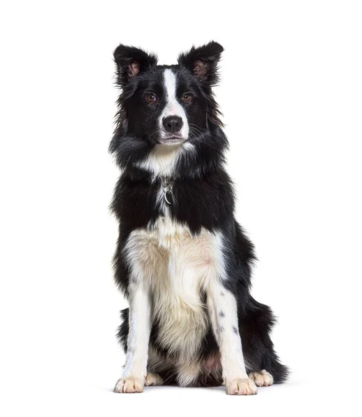 Sentado Fronteira Collie Olhando Para Câmera Isolado — Fotografia de Stock