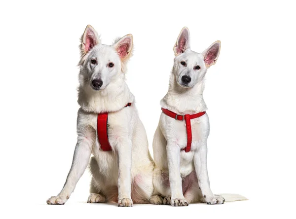Zwei Schweizer Schäferhunde Tragen Gemeinsam Ein Rotes Geschirr Vor Sich — Stockfoto