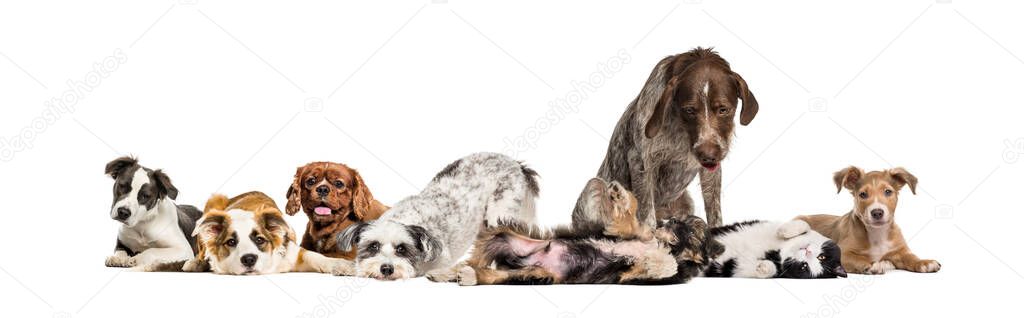 Group of apathetic and sick Crossbreed dogs sitting together in a row