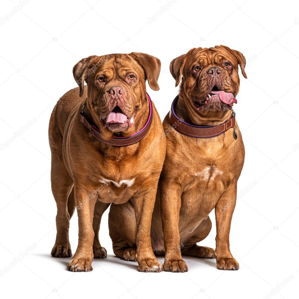 Couple of Dogue de Bordeaux sitting together, isolated on white