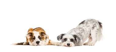 Bir grup ilgisiz ve hasta melez köpek yan yana oturuyorlar.