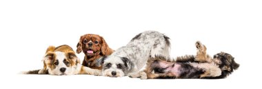 Bir grup ilgisiz ve hasta melez köpek yan yana oturuyorlar.