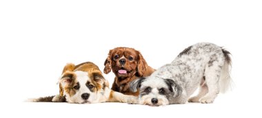 Bir grup ilgisiz ve hasta melez köpek yan yana oturuyorlar.