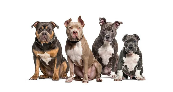 Grupo American Bully Perros Sentados Juntos Una Fila — Foto de Stock