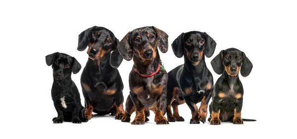 Groupe Chiens Dachshund Assis Ensemble Dans Une Rangée — Photo