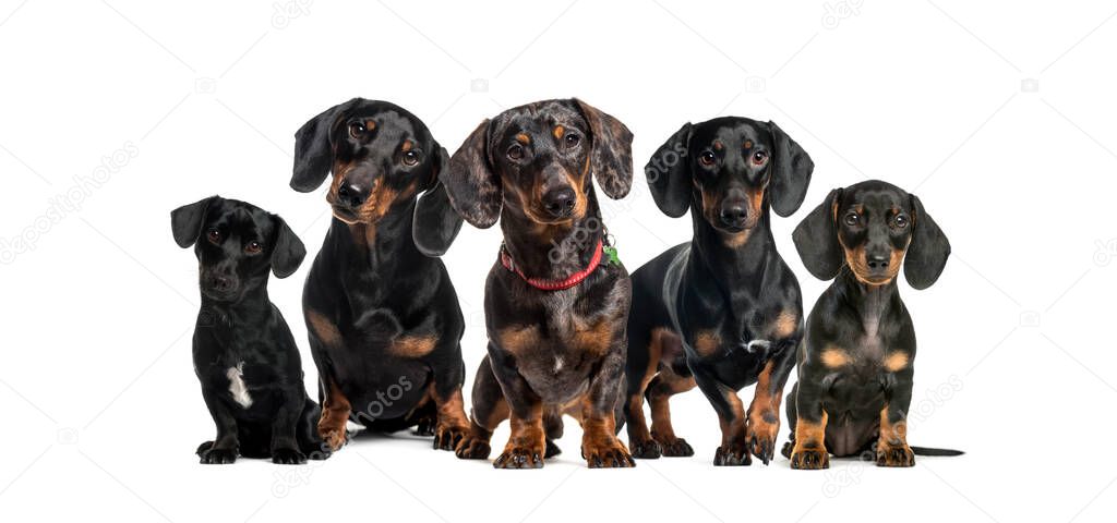 Group of Dachshund dogs sitting together in a row