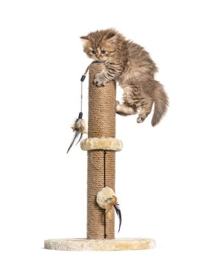 Uzun saçlı İngiliz kedisi kedi ağaçlarında oynuyor.