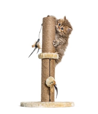 Uzun saçlı İngiliz kedisi kedi ağaçlarında oynuyor.