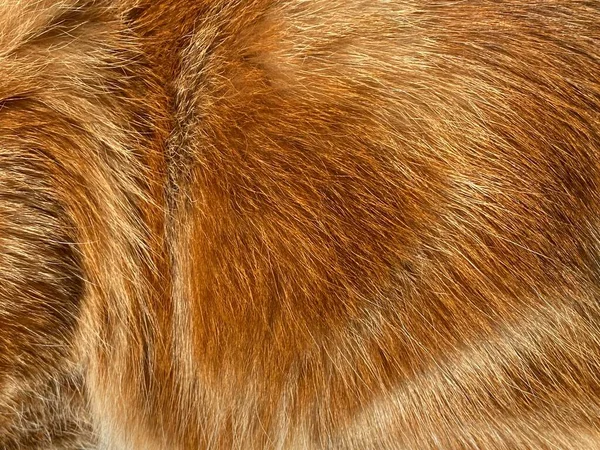 Közelkép Szőrös Gyömbér Macska Vörös Szőrme Gyönyörű Természetes Textúra Közelkép — Stock Fotó
