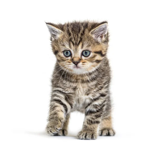 Cute Kitten British Shorthair Isolated White — Stock Photo, Image