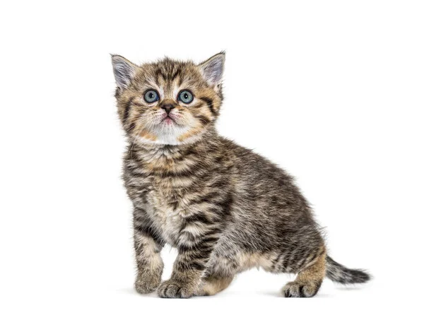 Cute Kitten British Shorthair Isolated White — Stock Photo, Image