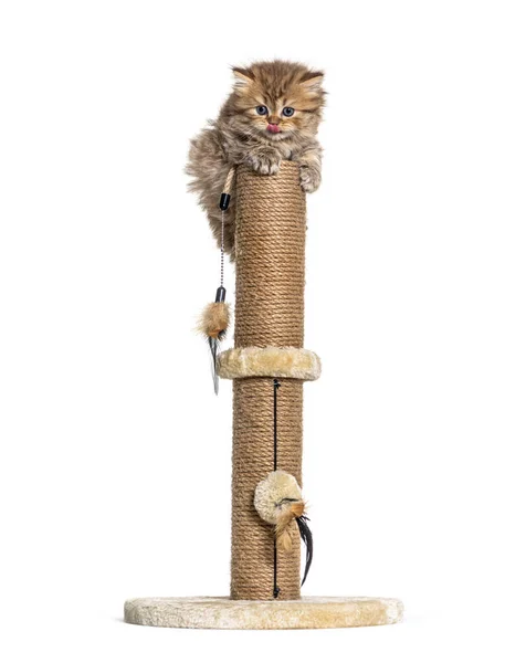 British Longhair Cat Playiong Cat Trees — Stock Photo, Image