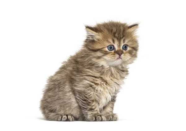Kitten British Longhair Sitting Isolated White — Stock Photo, Image