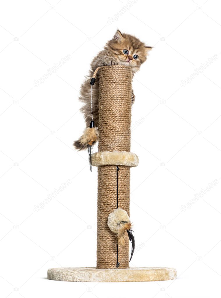 British longhair cat playiong on a cat trees