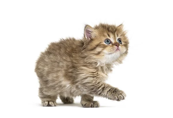 Kitten Britânico Longhair Andando Isolado Branco — Fotografia de Stock
