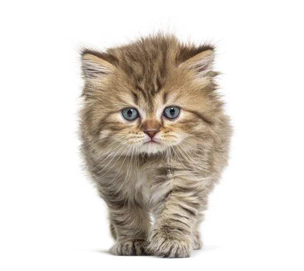 Kitten Brits Langhaar Nadert — Stockfoto