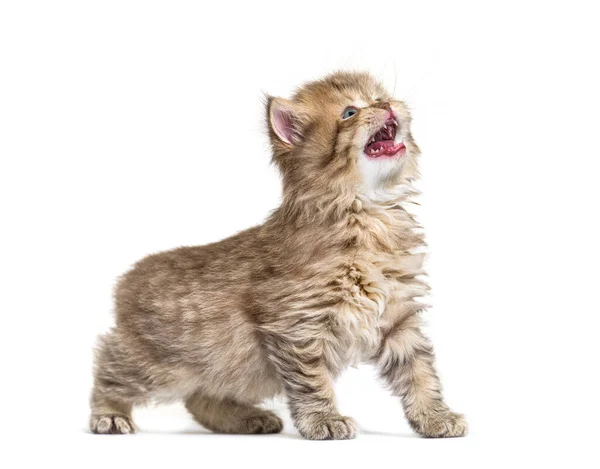 Gatinho Britânico Longhair Meowing Olhando Para Cima — Fotografia de Stock