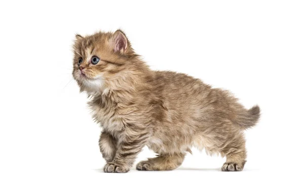 Kitten Britse Longhair Wandelen Geïsoleerd Wit — Stockfoto