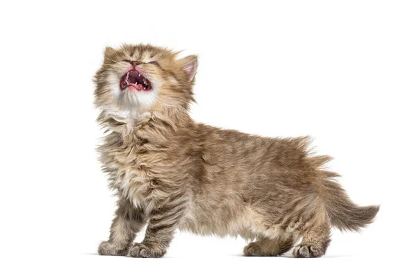 Gatinho Britânico Longhair Meowing Olhando Para Cima — Fotografia de Stock