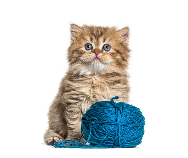 Kitten Britse Longhair Kat Een Blauwe Bal Van Wol — Stockfoto