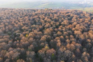 Bahar başında yaprak döken ağaç ormanlarının en üst manzarası