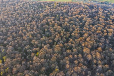 Bahar başında yaprak döken ağaç ormanlarının en üst manzarası