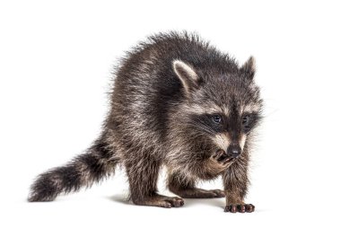 Young raccoon eating, isolated on white clipart
