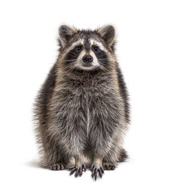 Young Raccoon standing in front and facing at the camera isolated on white clipart