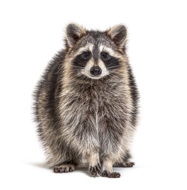 Genç rakun önde duruyor ve beyaz kameraya bakıyor.