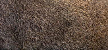 Yaban domuzu kürküne yaklaş. 