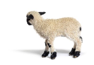 Üç haftalık güzel bir kuzunun profili Valais Blacknose koyunu.